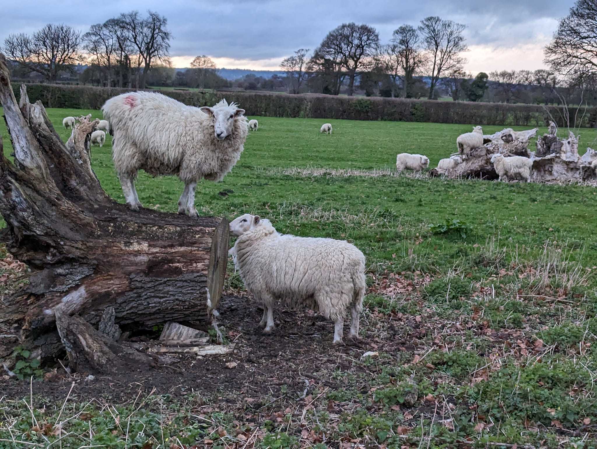 Sheep. Picture: Sian Hatton Jones