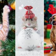 Your pets are enjoying the festive season.