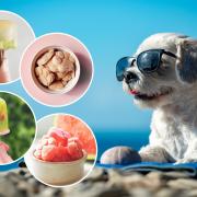 Help your dog beat the heat with dog-friendly ice treats.