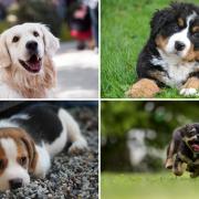 Top 10 most stolen dogs in the UK - and how to keep your pet safe. (Canva)