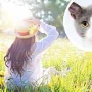 Charity reveals how to protect cats from skin cancer