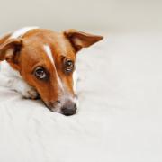 Significant number of pets fall victim to ‘puppy-demic’