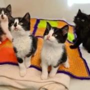 Happy ending for 'battered and bruised' kittens that were launched from a moving car. Image from NCAR.