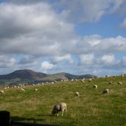 Sheep grazing with the Clwydian Hills in the distance.