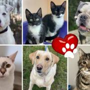 Some of the animals at North Clwyd Animal Rescue looking for their forever homes.