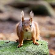 Undated Handout Photo of a red squirrel. See PA Feature TRAVEL Squirrel. Picture credit should read: Keilidh Ewan/Scottish Wildlife Trust/PA.