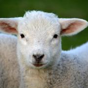 Welsh dog owners reminded to keep dogs under control to protect lambs and livestock