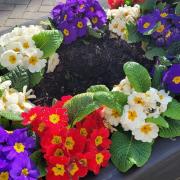 Plants from a flowerbed in the town have been stolen just a month after being planted.