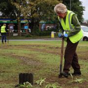 Denbigh in Bloom volunteers joined Denbighshire County Council's Biodiversity team to add more colour and variety to the ATS roundabout. Image: DCC