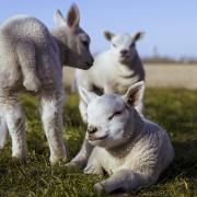 Three lambs were injured