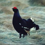 Black grouse. Image: DCC