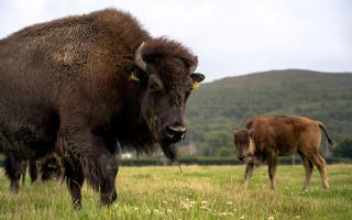 The Estate has welcomed 20 North American bison