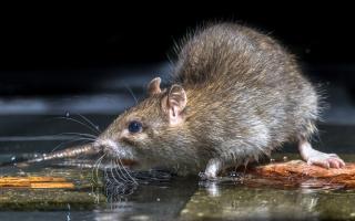 Brits are being warned about the things they might or might not be doing that is welcoming rats into their homes and gardens without knowing