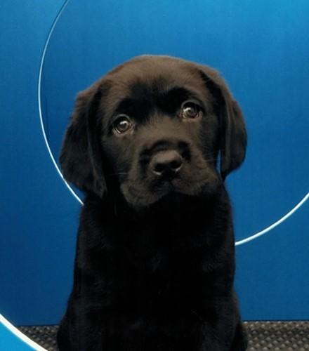 Bobby the guide dog who is in training thanks to North Wales Police