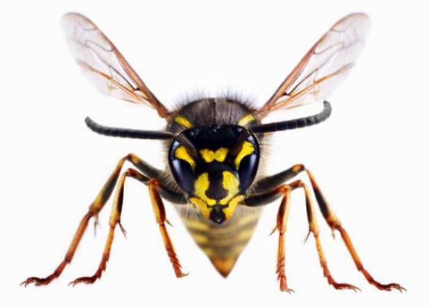 Denbighshire Free Press: A wasp